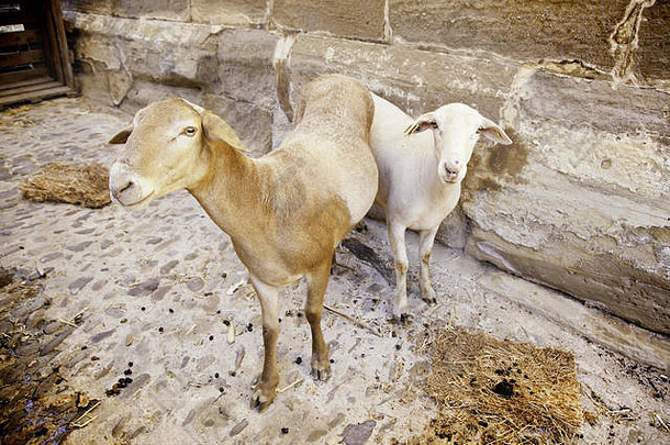 野生绵羊，城市中一些哺乳动物的细节，牛的展览