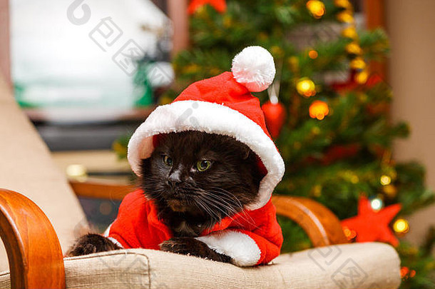照片一年的猫圣诞老人的服装