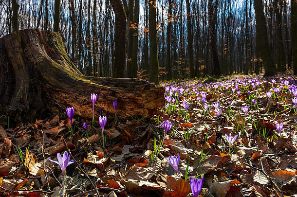 紫色的藏红花花树桩森林美丽的春天自然风景
