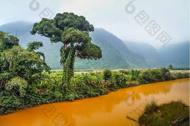 云南西双版纳地区的热带景观