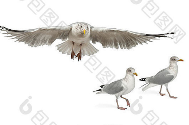欧洲鲱鱼海鸥larus鸥年冬天羽毛飞行走白色背景