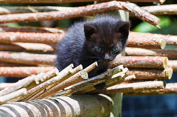 木椅上有一只蓝眼睛的黑色小猫。