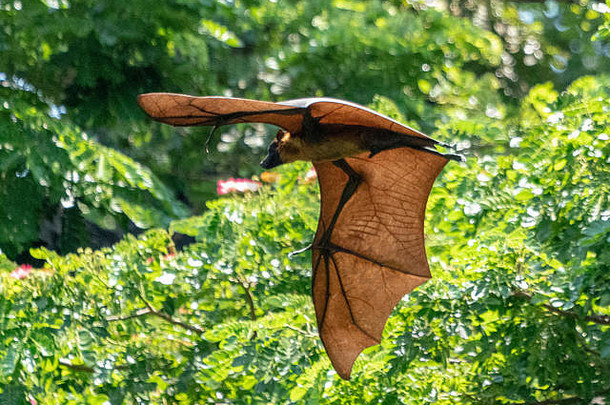 斯里兰卡白天大型蝙蝠展翅飞翔