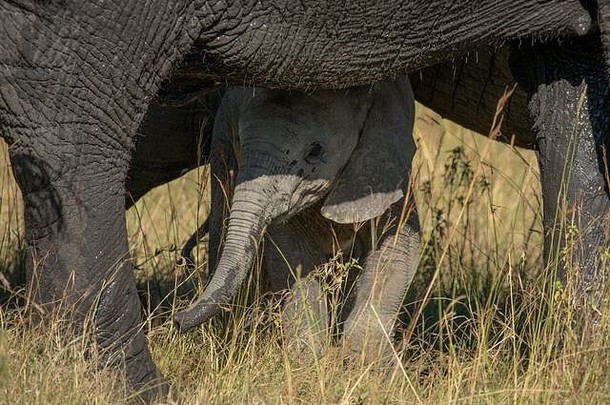 小象站在妈妈脚下的草地上