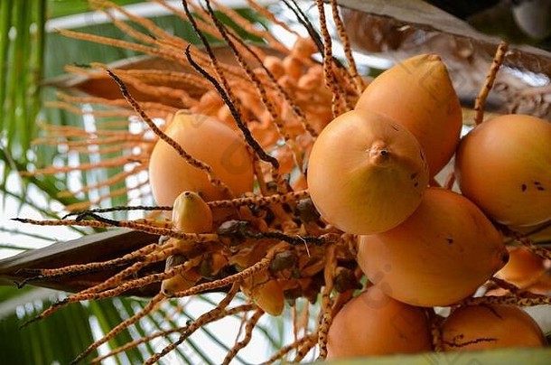 椰子<strong>树</strong>上成熟的橙色椰子。生长在棕榈<strong>树</strong>上的椰子串。特写镜头