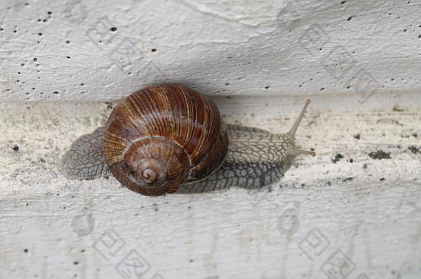 背上有棕色壳的大花园蜗牛在白墙上游动