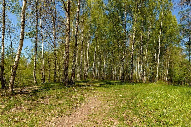 春天沿着列宁格勒地区的萨布林卡河散步。萨布利诺自然保护区。
