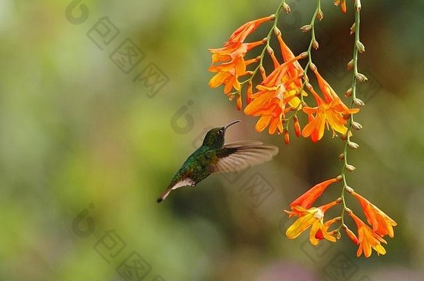 铜头祖母绿，猫王，盘旋在橙花旁边，来自山地热带森林的鸟，拉巴斯瀑布花园，哥斯达黎加，b