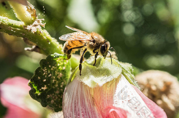 授粉。西部蜜蜂的可爱照片。蜜蜂为粉红色的花授粉。宏观视图。特写。绿色背景。
