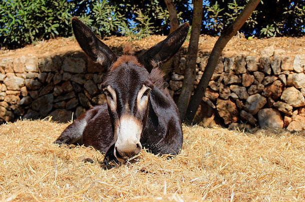小驴躺在稻草上休息