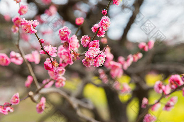 公园里美丽樱花树的特写镜头