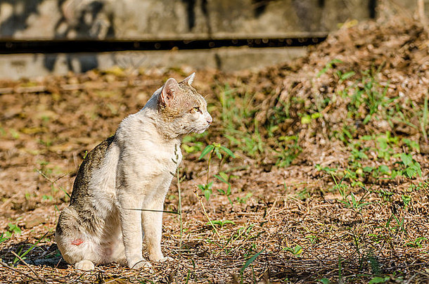 暹罗猫宠物泰国
