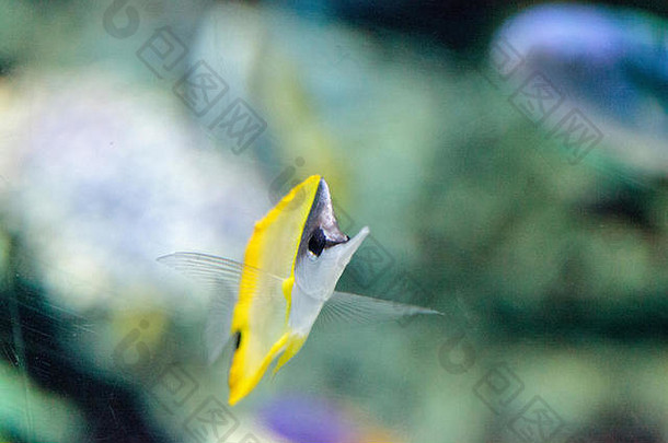 黄色的长鼻蝴蝶鱼强制皮格弗拉维西莫斯游泳珊瑚礁