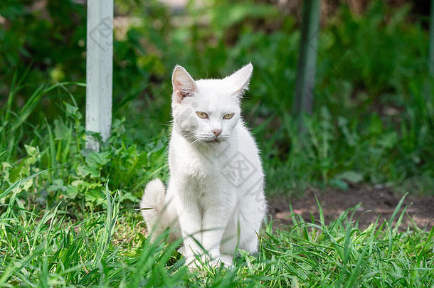 白色短毛猫猫坐着绿色草