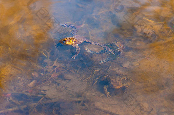 常见的蟾蜍bufo-bufo两栖动物水系列照片使维尔纽斯立陶宛早期春天常见的蟾蜍不同黑暗棕色（的）