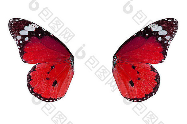 美丽的普通虎蝶翅膀细节（Danaus chrysippus）