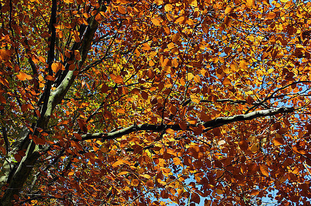 兰戈伦周围林地中的一棵金<strong>棕色黄色</strong>秋树