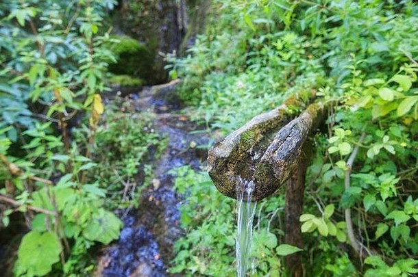 森林里有清澈的泉水。饮用大自然中的水。
