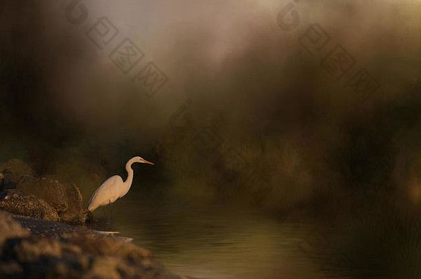 黄昏时分，一只白鹭坐在海边的岩石峭壁上，有一种绘画的效果