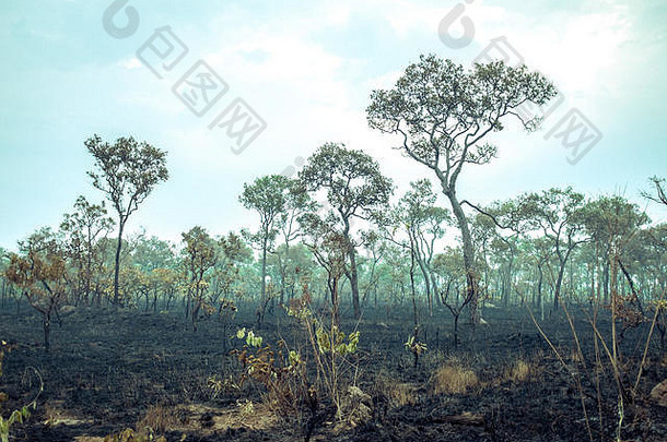 被烧毁的亚马逊热带雨林是地球上最丰富的生态系统，因放牧奶牛和种植大豆而被毁