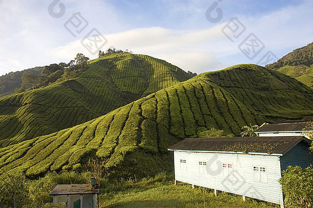 茶种植园卡梅隆高地马来西亚