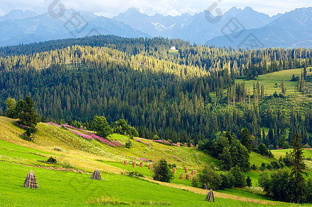 夏日傍晚的山村郊区，山上有粉红色的花朵和干草堆（格利扎罗·戈尔尼，波兰）