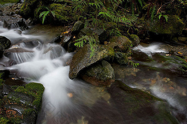 华盛顿Nooksack Falls附近的这条美丽的小溪是雨林环境的一个很好的例子。