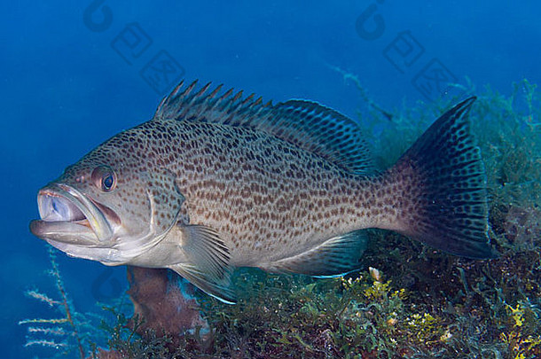 水下石斑鱼