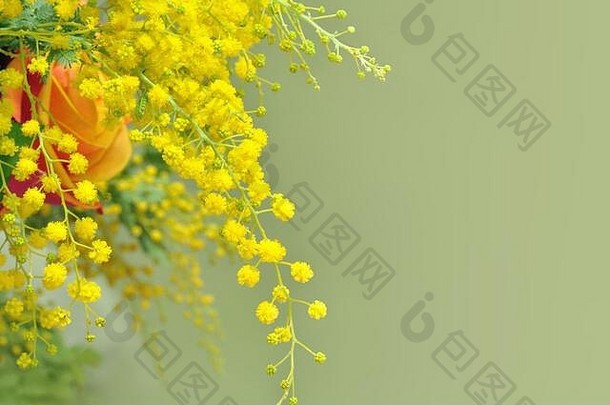 黄色含羞草花，国际妇女节的象征