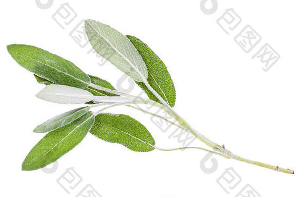 嫩枝新鲜的圣人鼠尾草officinalis植物孤立的白色背景
