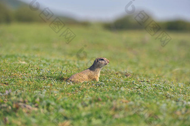 站在草地上的欧洲地松鼠。（黄鼠）大自然中的野生动物场景。草地上的地松鼠