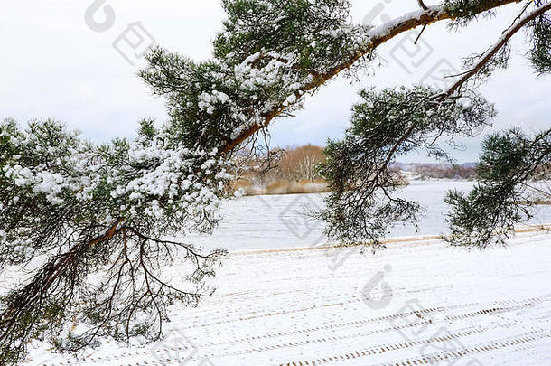 冰天雪地的河岸上长着松树，树枝是雪。