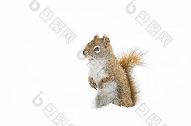 加拿大阿尔冈琴公园，站在冬雪中的红松鼠