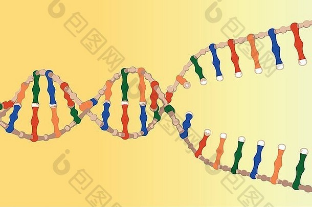 分离的DNA链