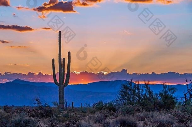 充满活力的沙漠日出亚利桑那州仙人掌前景山背景