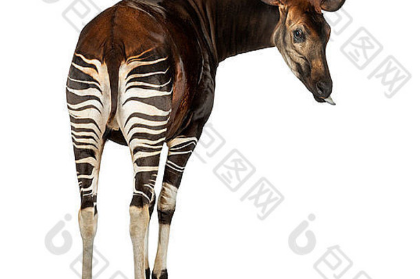 Okapi的后视图，在白色背景下，向后看，伸出舌头，Okapia johnstoni