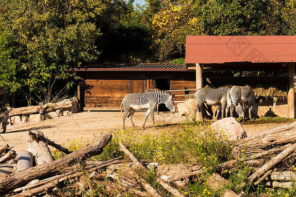 在阳光明媚的日子里，斑马在<strong>牧场</strong>上饮水，在马厩和绿树的背景下饮水。
