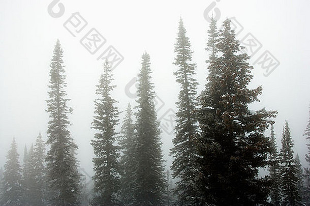 雾中被雪覆盖的松树