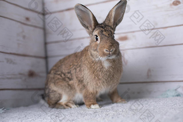家里地毯上美丽的小兔子