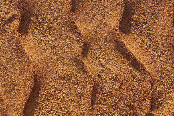 在澳大利亚南部的沙丘上，风吹动的沙子形成了图案和涟漪。