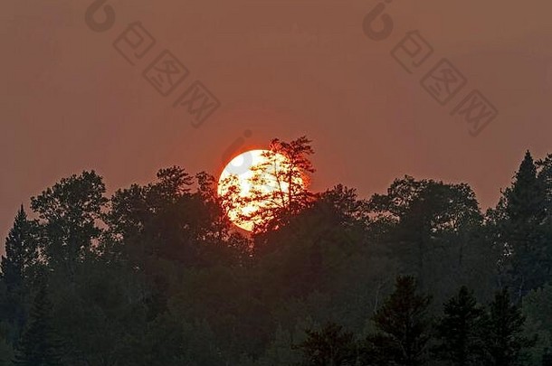 红色的发光松树日落男人。湖quetico省公园安大略