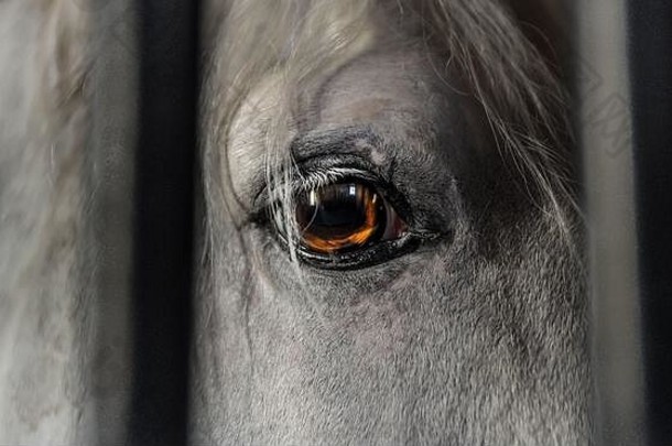 美丽的<strong>马</strong>白色灰色关闭华丽的眼睛橙色火焰动物酒吧稳定的锋利的拍摄