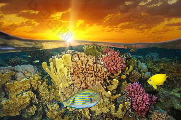 日落天空色彩斑斓的珊瑚礁鱼水下海分裂视图一半水表面BoraBora法国波利尼西亚太平洋海洋