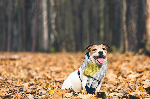 森林里寒冷的秋日，戴着围巾的宠物狗