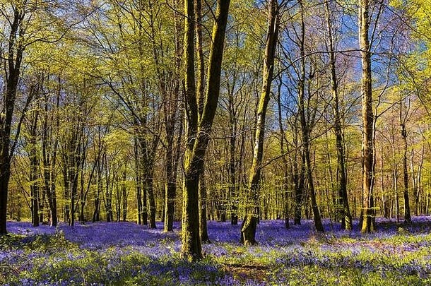 蓝铃花地毯林地多塞特郡<strong>太阳</strong>闪亮的山毛榉桦木树冠明亮的绿色叶子对比蓝色的紫色的