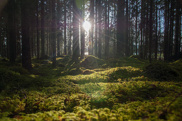 在瑞典的一个森林里，透过树木的背光
