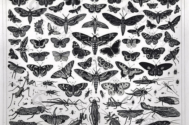 1849年各种昆虫（包括飞蛾、蝴蝶、蚱蜢、螳螂、蟋蟀、拐杖等）的Bilder动物学印刷品