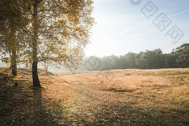<strong>太阳</strong>落在森林附近一片雾蒙蒙的秋日草地上，颜色有橙色、黄色和绿色。