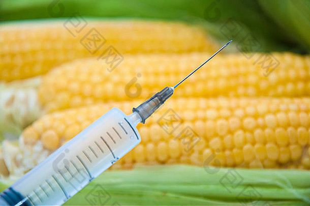 <strong>基因工程</strong>实验室甜玉米，转<strong>基因</strong>食品概念。