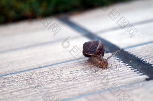 长凳上的普通花园蜗牛（Helix aspersa）